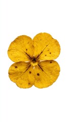 Golden pansy petal radiates sunlit whimsy, nodding to Holi's vibrant hue dance, earthy equinox celebration