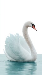 Fototapeta premium Graceful swan glides through aqua tranquility, echoing serenity of Imbolc dawn and whispered legends of Celtic waters