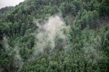 Misty green forest on alpine hillside with low clouds in Austria