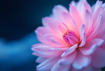 Close up of beautiful pink lotus flower