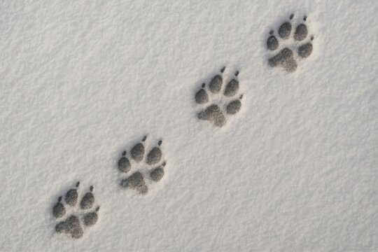 Dog footprints and wolf tracks in the snow