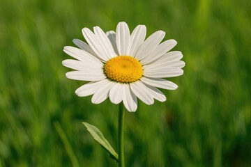 Obraz premium Detailed close-up of a blossom under midday sunlight