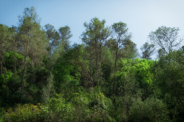 arboles