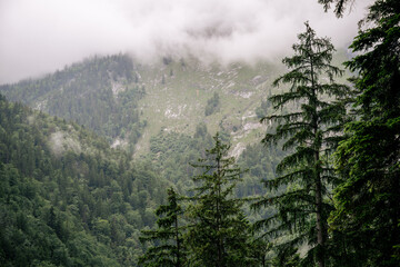 Misty alpine forest and mountain slopes covered in conifers in Austria