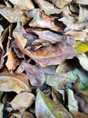 dry leaves background