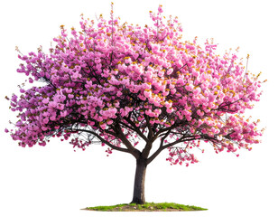 Blooming pink cherry blossom tre
