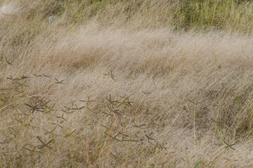 Golden whispers of dry finger grass blades sway gently in a vast sun kissed field creating a soft natural backdrop