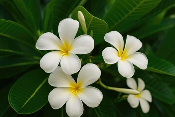 Fototapeta premium Frangipani and Plumeria: The Iconic Temple Tree with White Blossoms and Green Foliage
