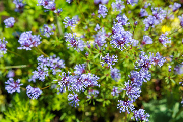 Obraz premium Beautiful flowers of asperula orientalis blooming in the garden in early summer.