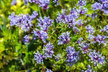 Beautiful flowers of asperula orientalis blooming in the garden in early summer.