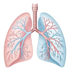 Detailed 3D Model of the Human Respiratory System Anatomy Illustration