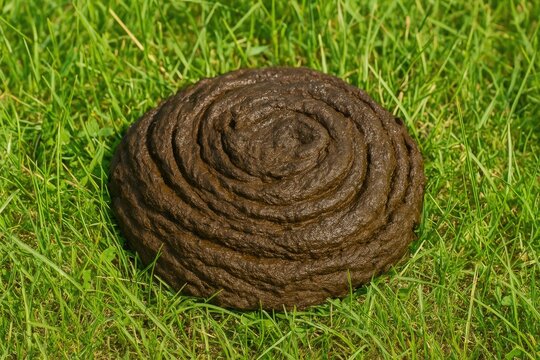 Newly collected bovine feces on lush grass