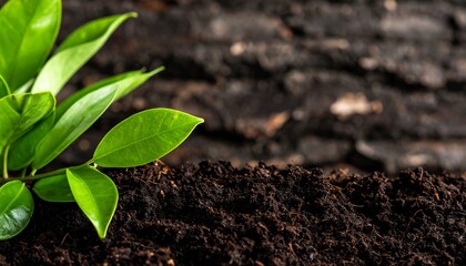 Healthy soil background. Environmentalism themed. Bio wallpaper. Lush green leaves