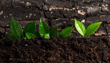 Healthy soil background. Environmentalism themed. Bio wallpaper. Lush green leaves