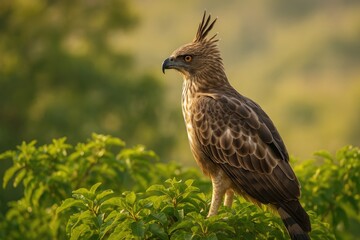 Obraz premium Elegant bird of prey known for its crested appearance