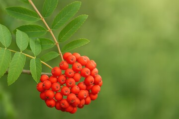 A cluster of ripe red mountain ash berries with space for text, emphasizing health benefits and vitamins, softly focused image