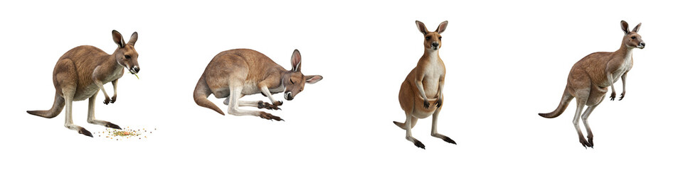 Fototapeta premium Kangaroo – Hyper-Realistic 3D Render – PNG Clipart Set