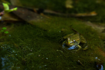 Small Frog Camouflaged in Muddy Pond Water