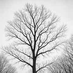 Fototapeta premium Monochrome image capturing tree limbs reaching towards the sky