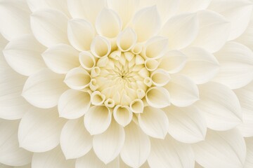 Close-up of a stunning white dahlia blossom against a soft background