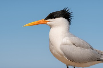 Adult Elegant Tern showcasing breeding plumage