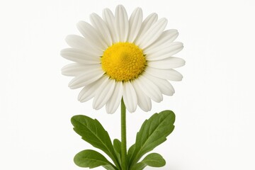 Fototapeta premium White background featuring a single Bellis perennis flower