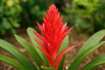 Unique Blooming Event Bromeliad Plant