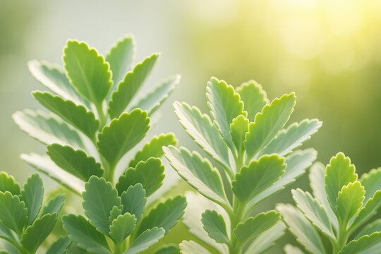 Stunning scenic backdrop featuring lush Kalanchoe foliage bathed in sunlight. Desktop wallpaper
