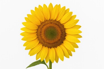 Obraz premium Stunning sunflower against a plain white backdrop