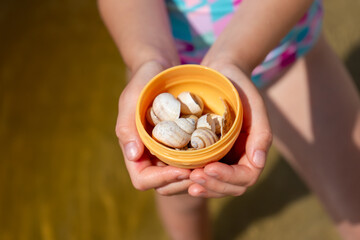 River mussels and scattered shells lie along the shore of the Desna River in the Kyiv region,...