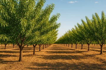 Fototapeta premium Almond orchard during the afternoon hours