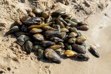 River mussels and scattered shells lie along the shore of the Desna River in the Kyiv region,...