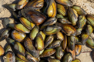 River mussels and scattered shells lie along the shore of the Desna River in the Kyiv region,...