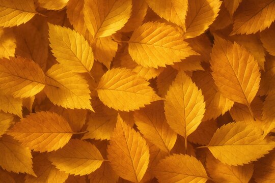 Stunning foliage during fall season