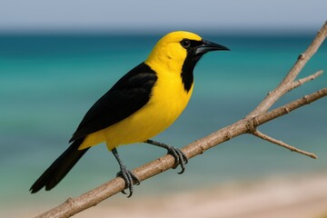 Fototapeta premium Yellow and black avian species