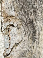 A detailed view of an old, textured wooden surface reveals its prominent knot, visible grain, and...