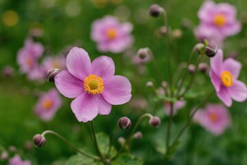 Fototapeta premium Hupehbensis Anemone from Cheshire, Northwich region
