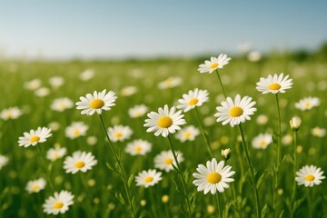 Scenic Meadow Filled with Flourishing Grass