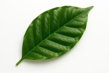 Obraz premium Green Arabica coffee plant leaf on a plain white backdrop