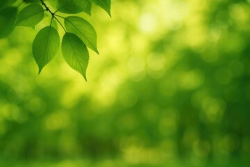 Fototapeta premium Vivid green leaves illuminated by sunlight with a soft-focus backdrop, featuring a blooming cherry blossom and eco-inspired abstract scenery