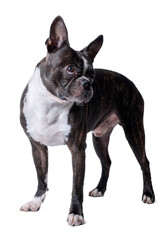 Alert Boston Terrier Dog on White Background