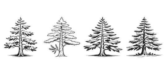 Obraz premium Hand Drawn Cedar Tree Illustration Collection for Nature and Forest Design
