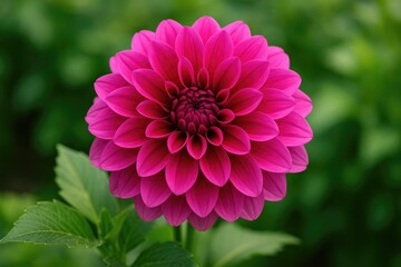 Close-up of a stunning deep pink blossom in full bloom