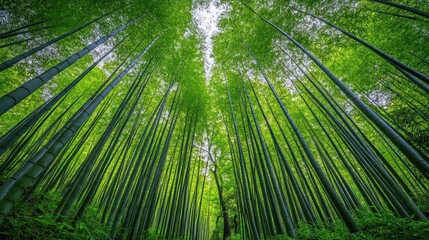 Fototapeta premium Lush green bamboo forest, upward view