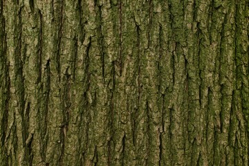 Tree's background and texture with a hardwood surface