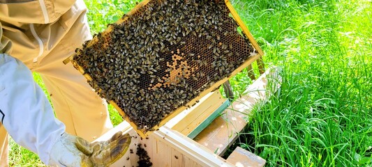 A beekeeper inspects a honeycomb frame in a vibrant garden full of blooming flowers