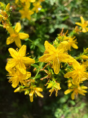 colorful wild flowers background, nature photo
