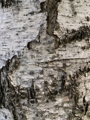 birch tree bark texture