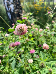 pink wild clover flowers