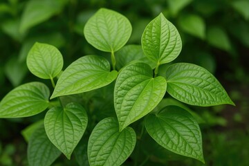 Fototapeta premium The health advantages of using betel leaf as a herbal remedy